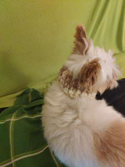 Biewer Yorkshire Terrier-Beitrag-Bild