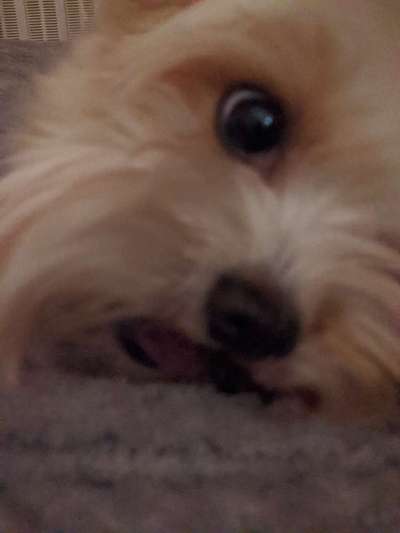 Zeigt mir die tollste Nahaufnahme von eurer Fellnase-Beitrag-Bild