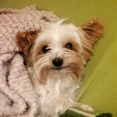 Yorkshire Terrier-Beitrag-Bild