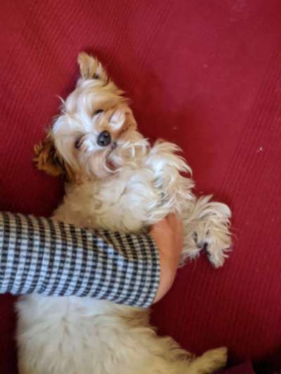 Dogorama Photo Challenge - Einmal lächeln bitte-Beitrag-Bild