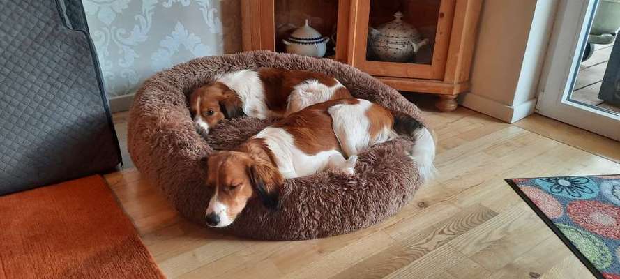 Kooikerhondje-Beitrag-Bild