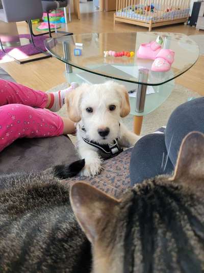 Mischlinge raten - Rätselspaß-Beitrag-Bild