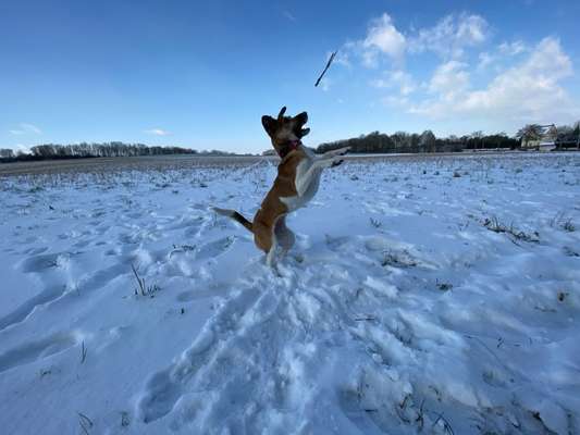 Dogorama Photo Challenge - Die besten Hundebuddys-Beitrag-Bild