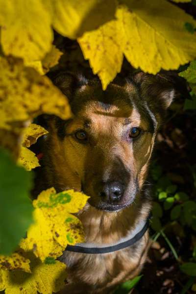 Foto's und Hundemodels-Beitrag-Bild