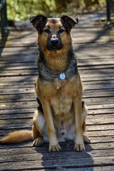 Foto's und Hundemodels-Beitrag-Bild