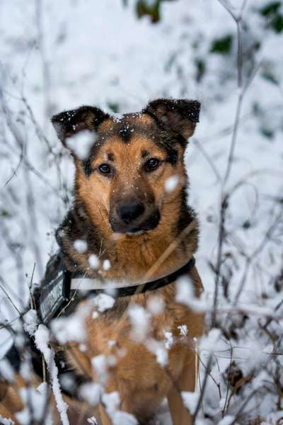 Foto's und Hundemodels-Beitrag-Bild