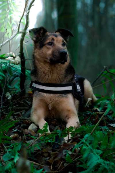 Labradorfans-Beitrag-Bild