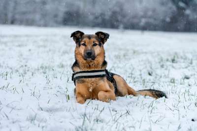 Foto's und Hundemodels-Beitrag-Bild