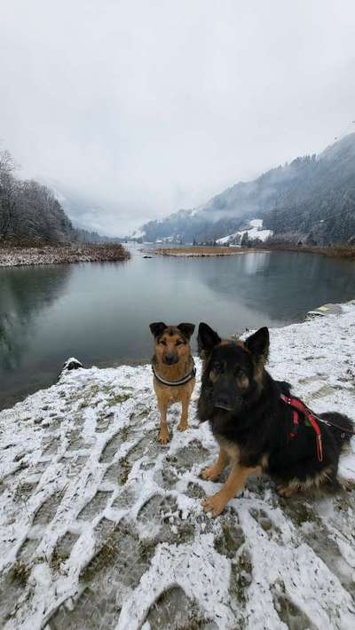 Hundetreffen-Gassi-Spiel-Runde-Bild