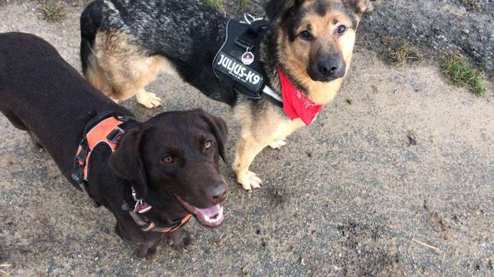 Bester Freund, Hundekumpel - zeigt her!-Beitrag-Bild