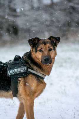 Foto's und Hundemodels-Beitrag-Bild