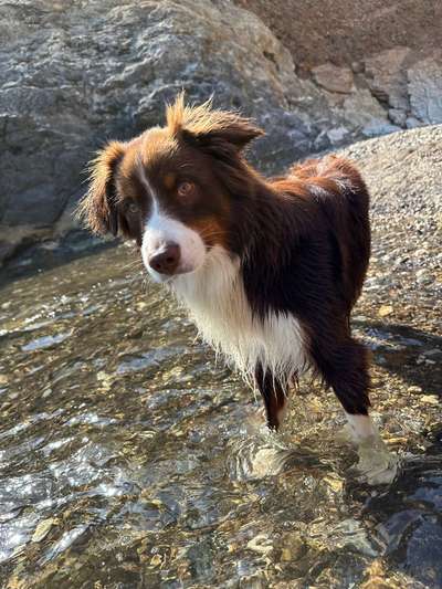 Hundetreffen-Social Walk-Bild