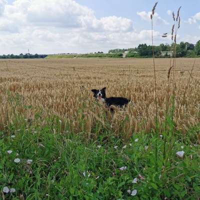 Hundetreffen-Wandern gehen 😊würde mich freuen wenn sie sich wer meldet