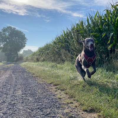 Hundetreffen-Suche Spielpartner bei Spaziergängen-Bild