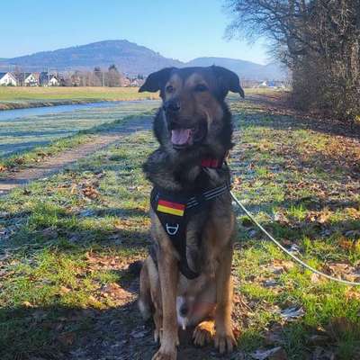 Hundetreffen-Chaco sucht Buddies-Bild