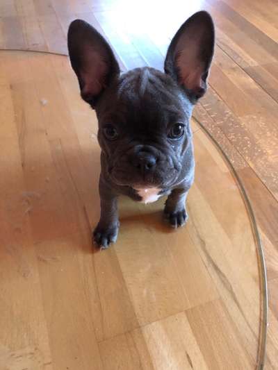 Französische Bulldoggen-Beitrag-Bild