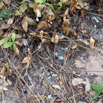 Giftköder-Blaukorn-Bild