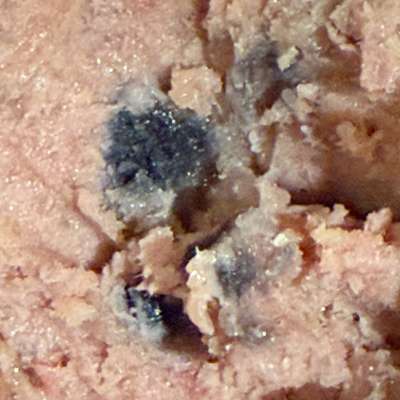 Schimmel in Nassfutter?-Beitrag-Bild