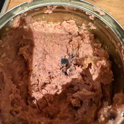 Schimmel in Nassfutter?-Beitrag-Bild