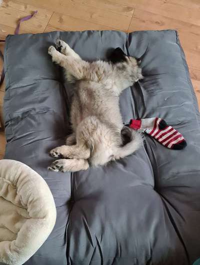 Welpen Bilder !-Beitrag-Bild