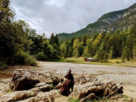 Die Dogorama Kalender Challenge Titelbild-Beitrag-Bild