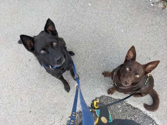 Die Dogorama Wochen Challenge "Friends will be Friends"-Beitrag-Bild