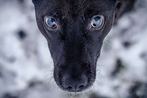 Sonnenbrille für den Hund-Beitrag-Bild