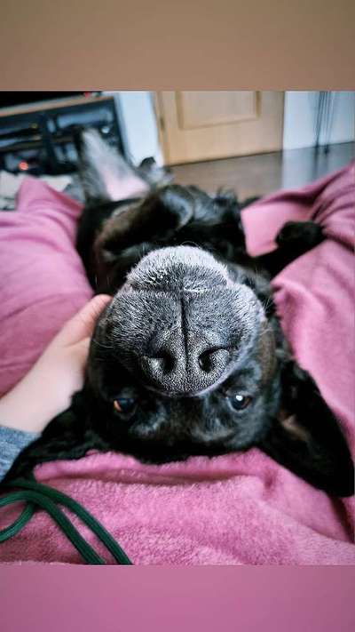 Zeigt mir die tollste Nahaufnahme von eurer Fellnase-Beitrag-Bild