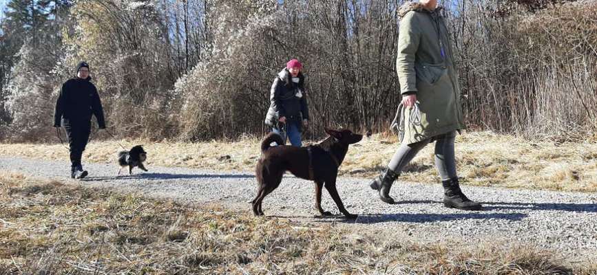 Durchtrittigkeit beim Hund-Beitrag-Bild