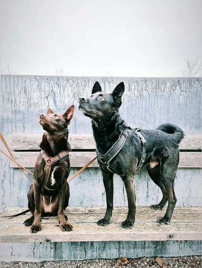 Mehrere Hunde zuhause !-Beitrag-Bild