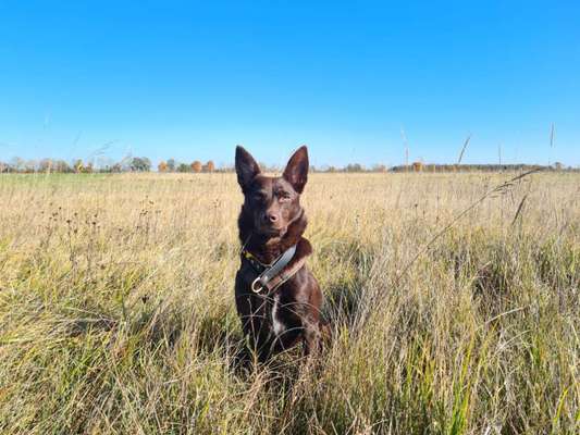 Hund und Natur-Beitrag-Bild