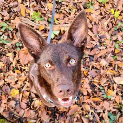 CHALLENGE NR. 19 - Der Hundeblick-Beitrag-Bild