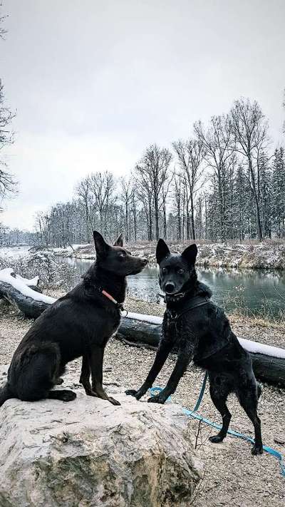 BIG LOVE :) mit 2 Hunden❣️-Beitrag-Bild