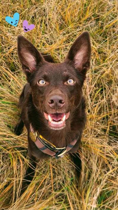 Zeigt mir die tollste Nahaufnahme von eurer Fellnase-Beitrag-Bild