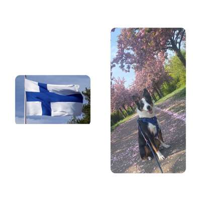 Wie heißt dein Hund?-Beitrag-Bild