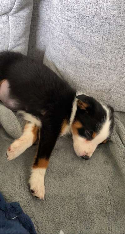 Das erste Bild eures Hundes-Beitrag-Bild