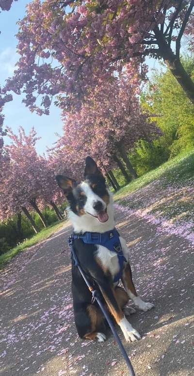 Berner Sennen-Beitrag-Bild