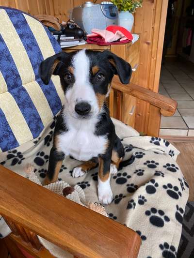 Entlebucher Sennenhund-Beitrag-Bild