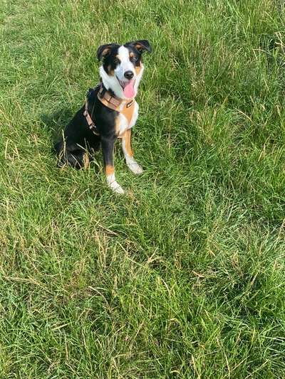 Welche Hunderasse-Beitrag-Bild