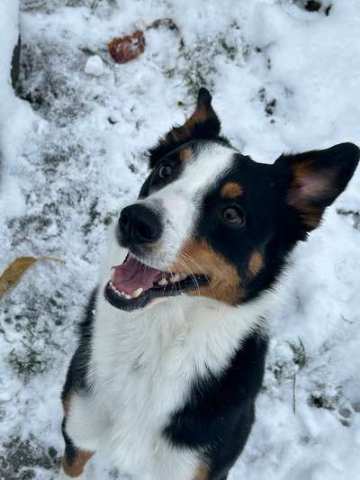 Appenzeller Sennenhunde-Beitrag-Bild