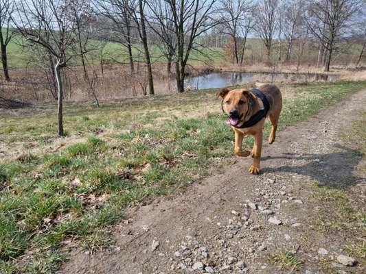 Hundetreffen-Treffen zum austoben-Bild