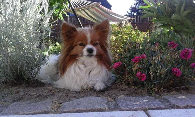 Wo sind die Papillon Besitzer?-Beitrag-Bild