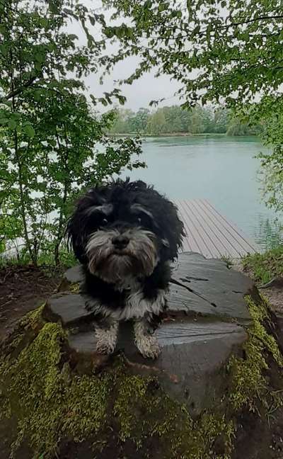 Dogorama-Monats-Challenge-Mai "Wasser"-Beitrag-Bild