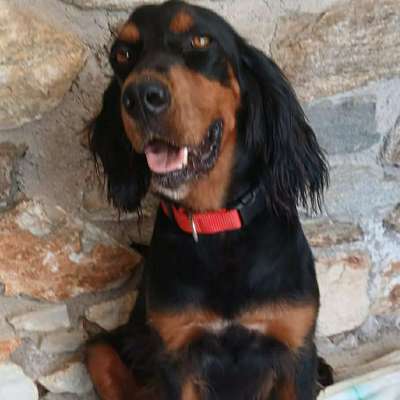 Hundetreffen-Hundesitter gesucht PLZ 45149-Bild