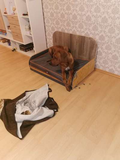 Rhodesian Ridgeback-Beitrag-Bild