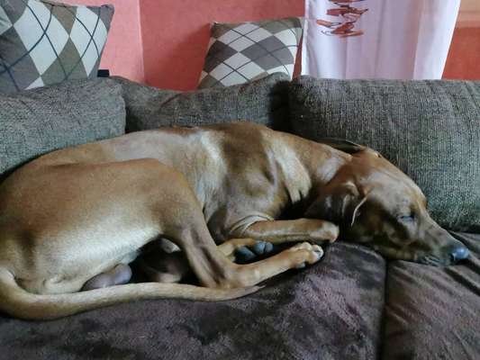 Rhodesian Ridgeback-Beitrag-Bild