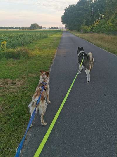 Hundetreffen-Naya auf der Suche nach Freunden-Bild