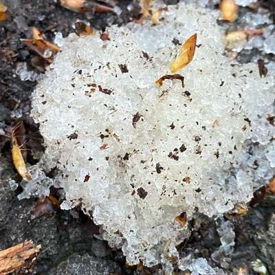 Giftköder-Geleeartige Körnchen-Bild