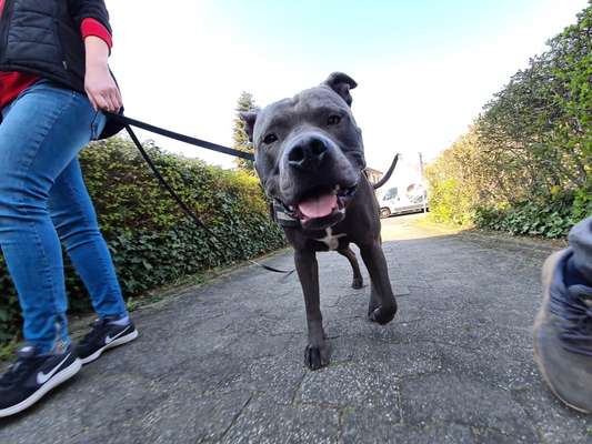 Die Dogorama Kalender Challenge Titelbild-Beitrag-Bild