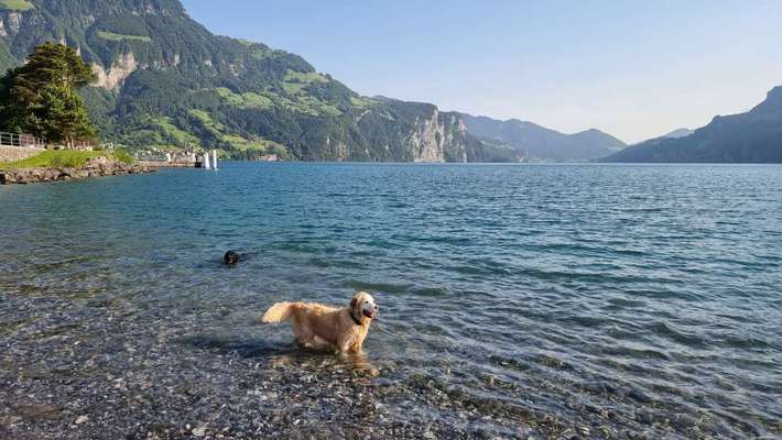 Wo darf der Hund baden?-Beitrag-Bild